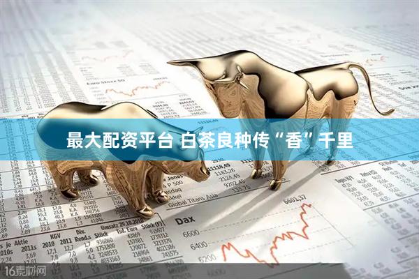 最大配资平台 白茶良种传“香”千里